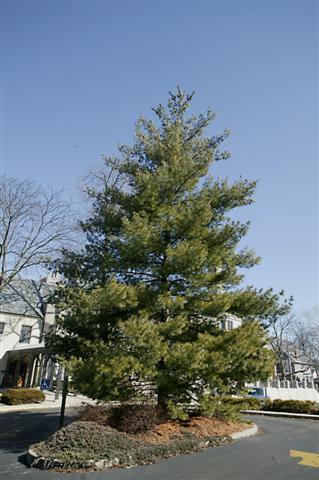 Eastern White Pine tree